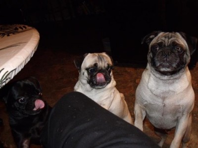 Pugs