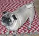 In Memory of Rosie