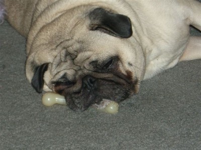 I'm dreaming of a yummy big bone. Pug dreams do come true!