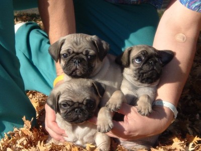 baby pugs in the fall