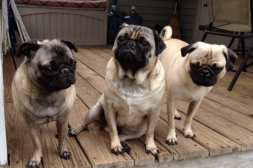 Winnie, Sheldon & Jakey