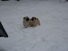 puppies first romp in snow