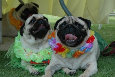 Hula Pugs