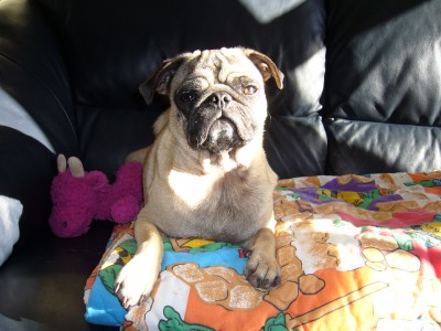 Sam sunning on the couch