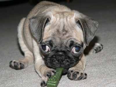 Scully with her greenie