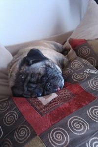 Sleepy Zeke