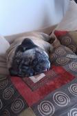 Sleepy Zeke