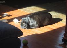 Sunshine pug
