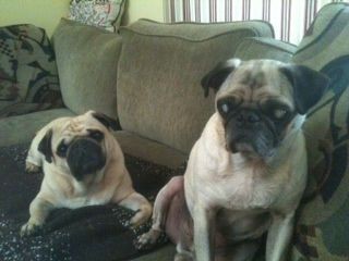 Bodie & Spanky