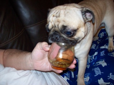 Pugs love pudding !