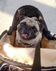 Stroller Ride