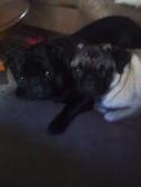 Peanut  & Taz