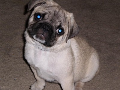 My sweet Chesty Puller