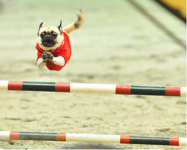 Biff the pug doing agility