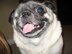 Smiling pug