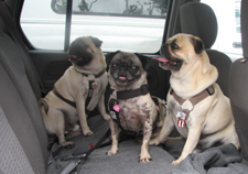 Luna in the car with her new brothers