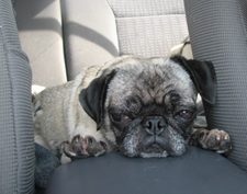 Luna sleeping in the car