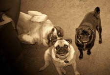 Maggie, Bailey and their friend the St. Bernard